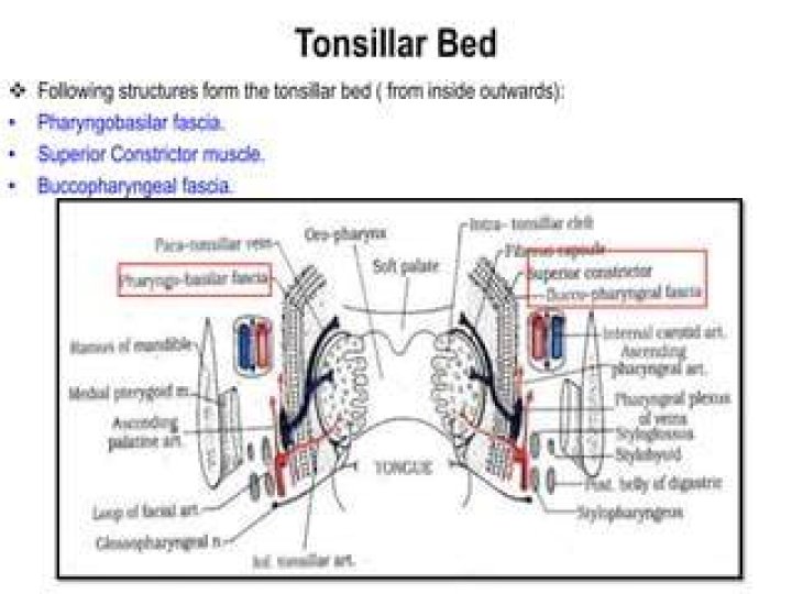 What is tonsillar bed