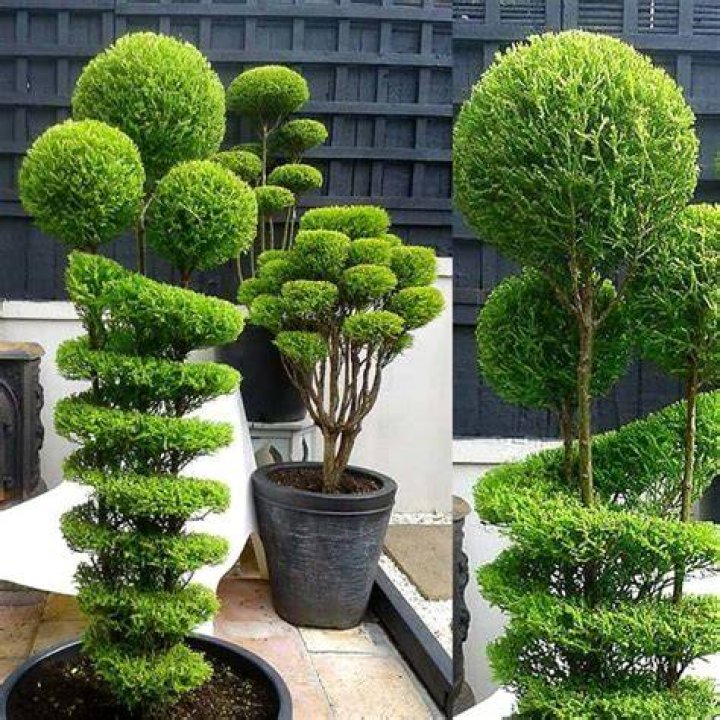 What is topiary plant