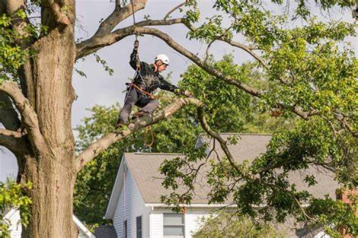 What is tree trimming