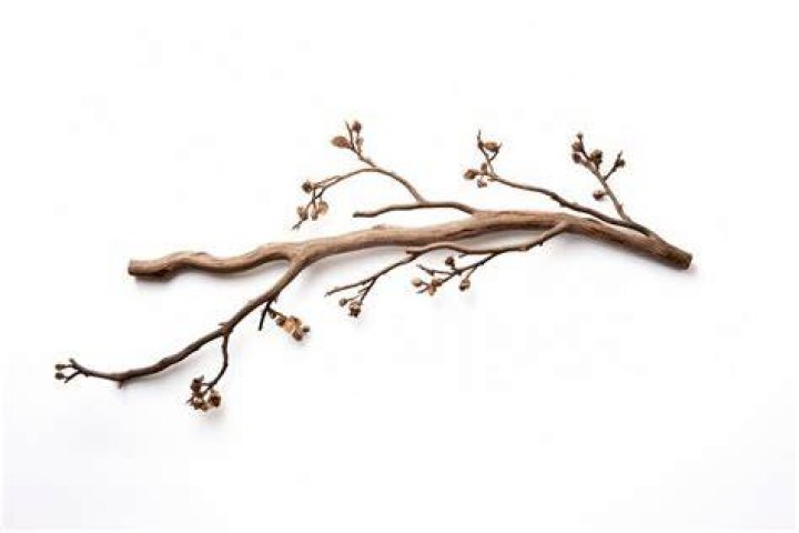 What is twig in plant