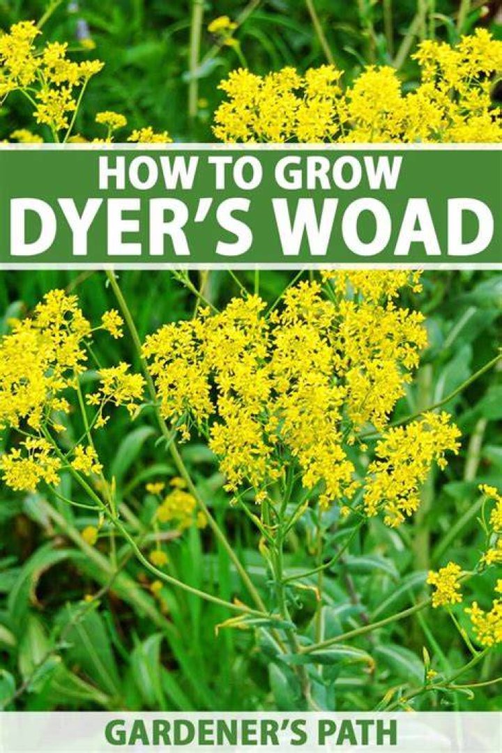 What is woad good for