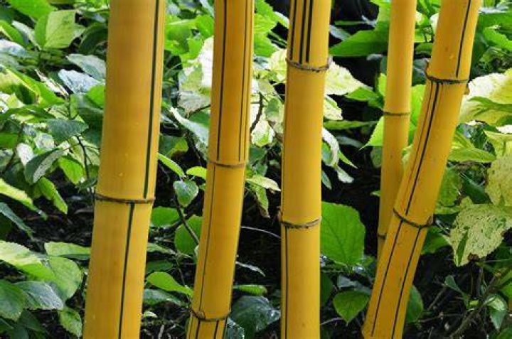 What is yellow bamboo