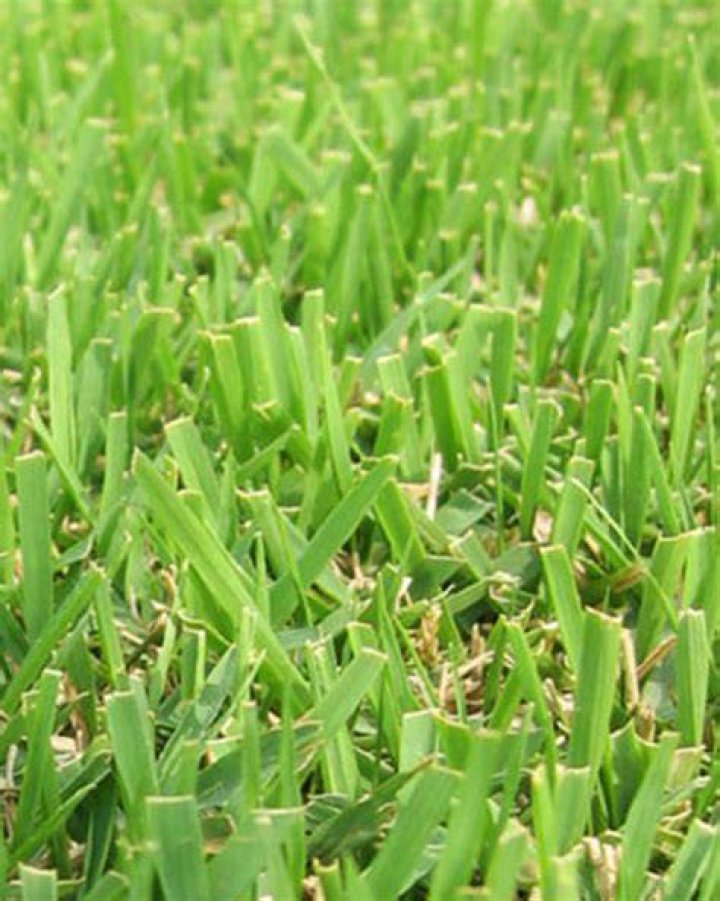 What is Zenith Zoysia