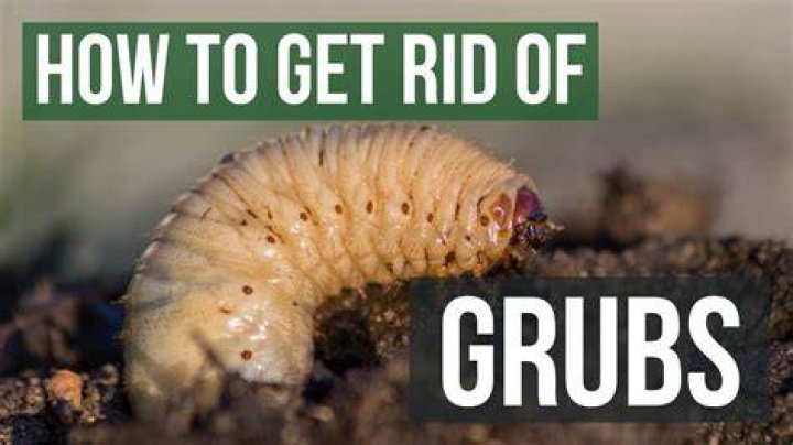 What kills curl grubs