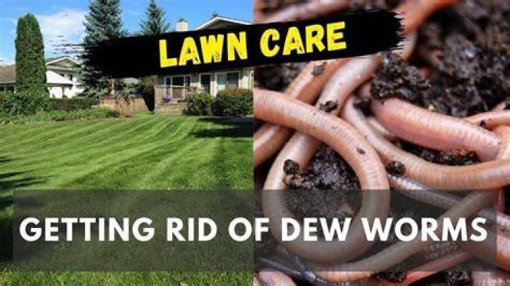 What kills dew worms