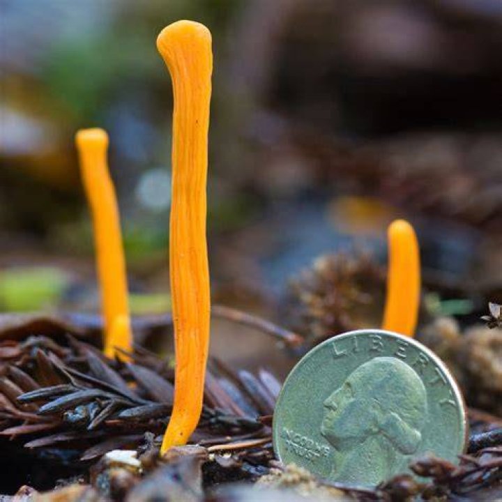 What means club fungi