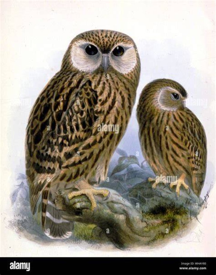 What owls are extinct