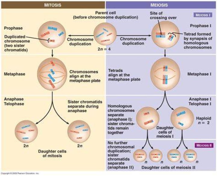 What process is Pmat