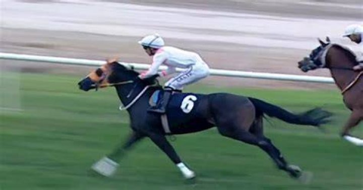 What Racehorse killed