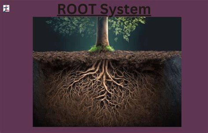 What root means male