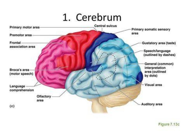 What side is cerebrum