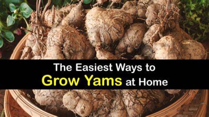 What states grow yams