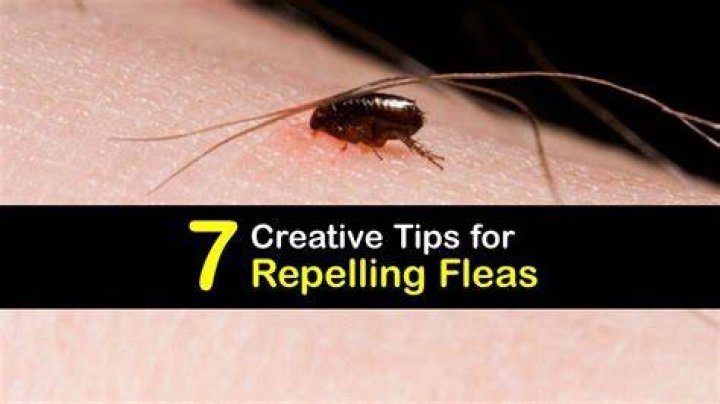 What will repel fleas