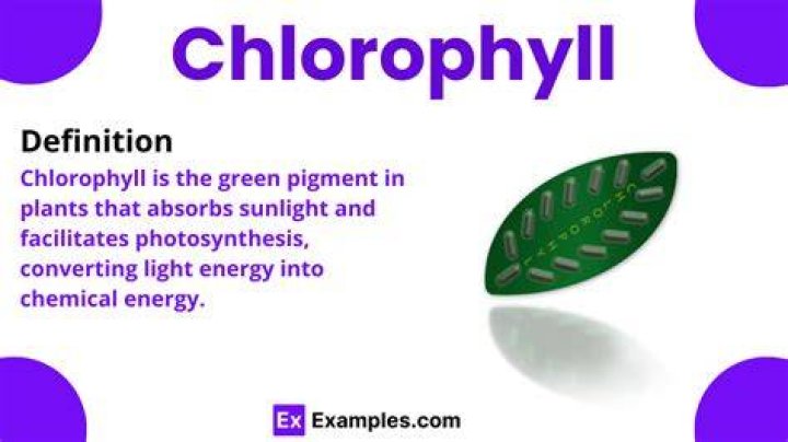 Whats is chlorophyll