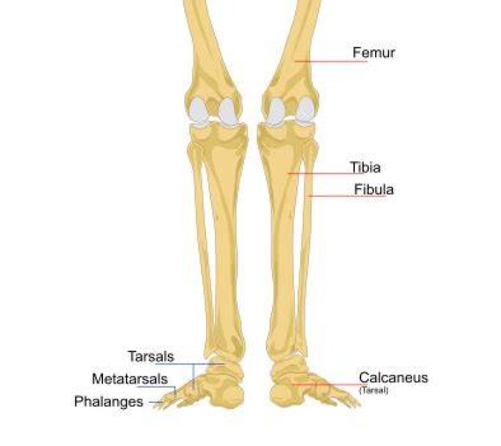 Whats the tibia bone