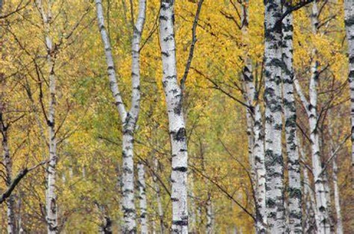 Where are birch found