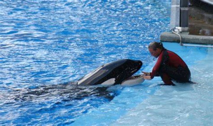 Where did Tilikum die