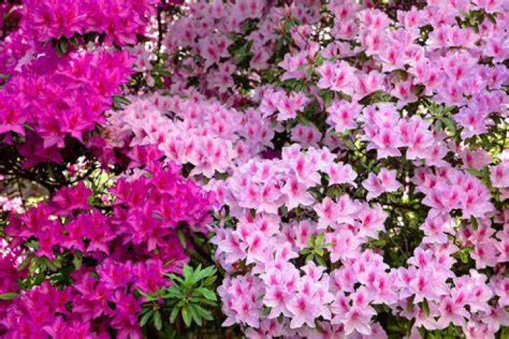 Where do azaleas live