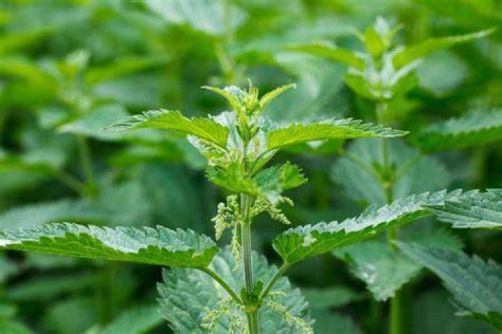 Where do nettles grow