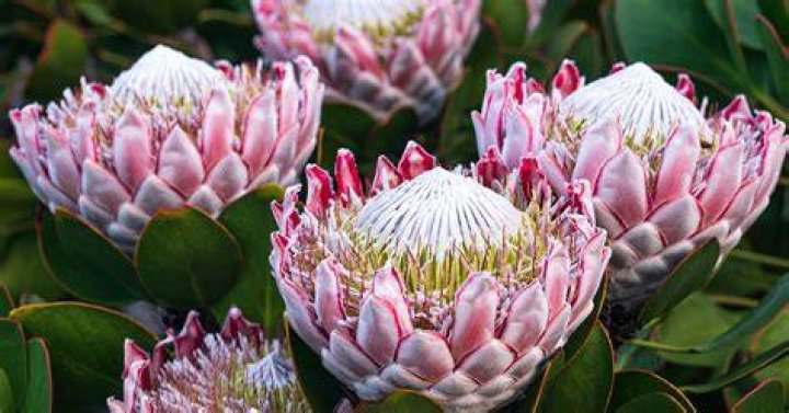 Where do proteas grow