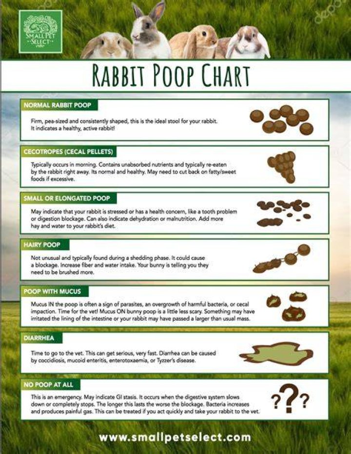 Where do rabbits poop