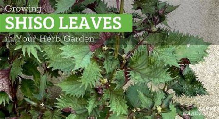Where does shiso grow
