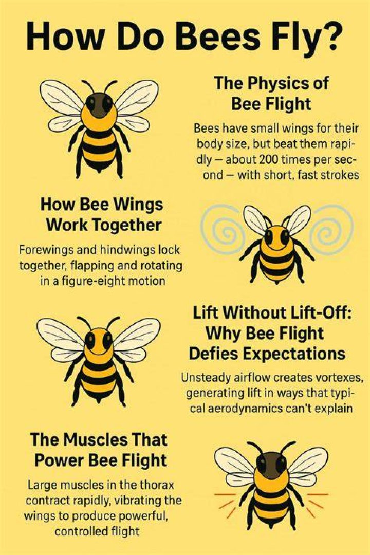 Where French bees fly