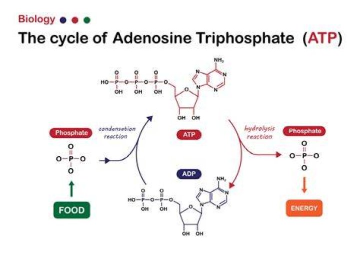 Where is ATP in food