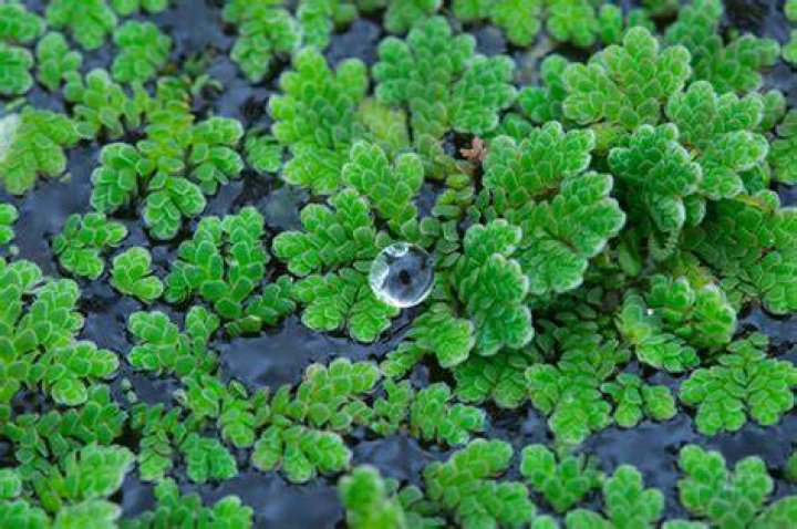 Where is Azolla found
