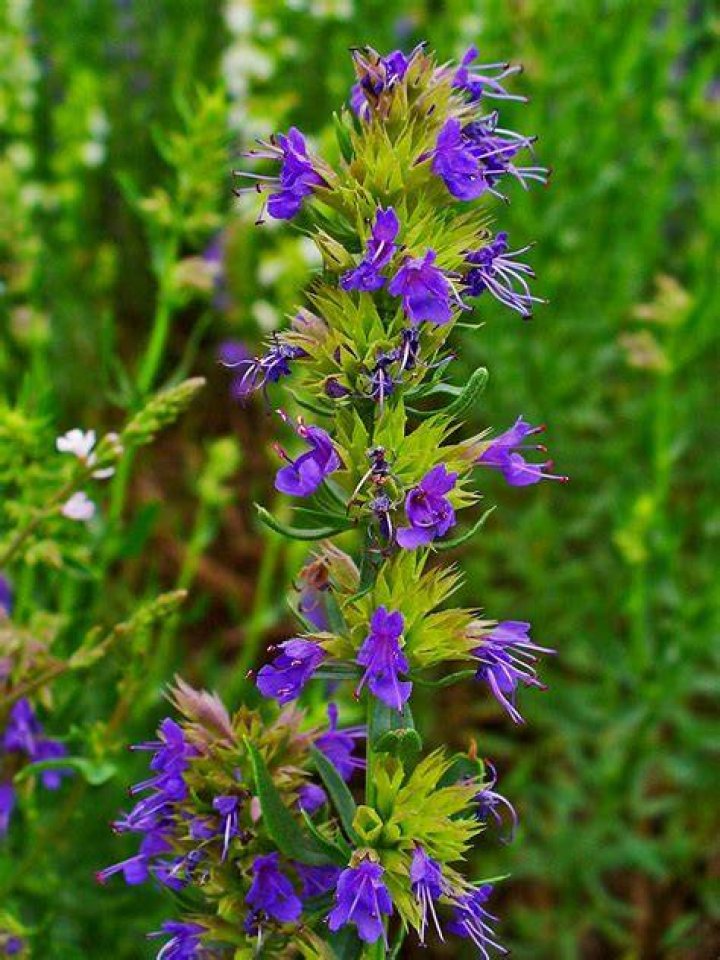 Where is hyssop found