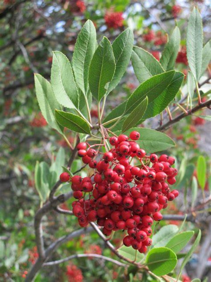 Where is toyon found