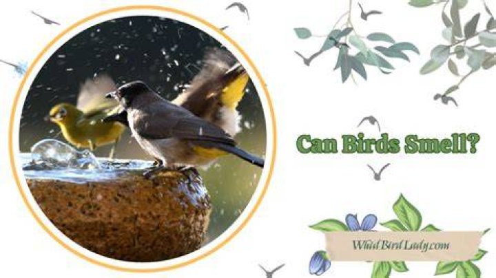 Which birds can smell