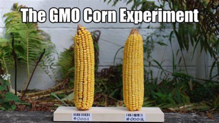 Which corn is not GMO