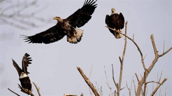 Which Eagles are dead