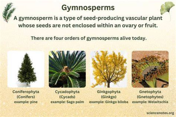 Which is a gymnosperm