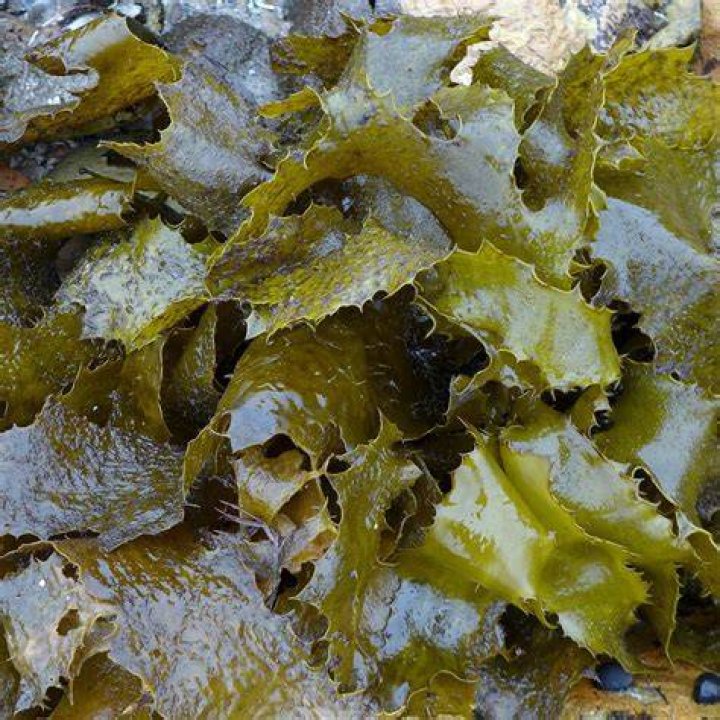 Which kelp is edible