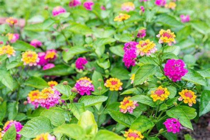 Which lantana is best