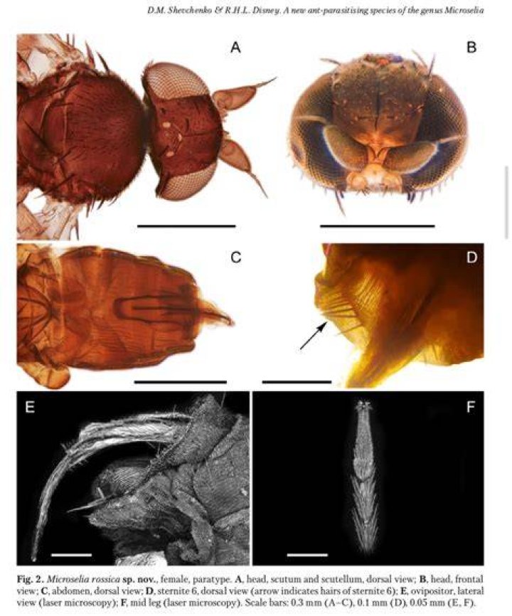 Who discovered flies