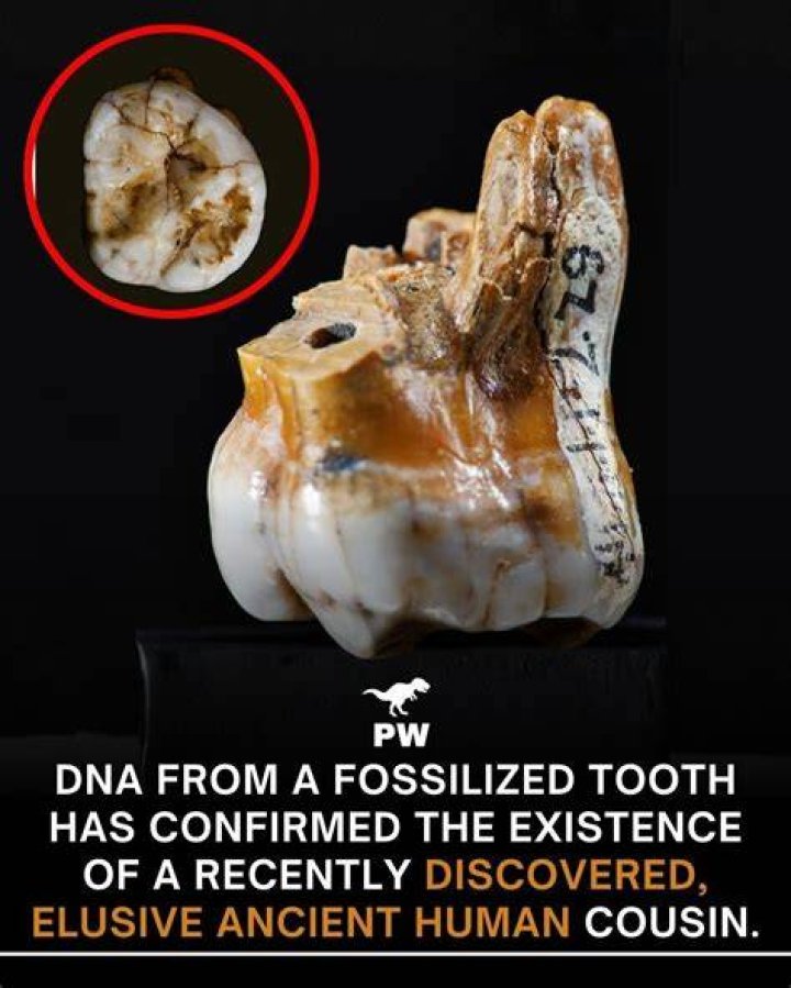 Who discovered tooth