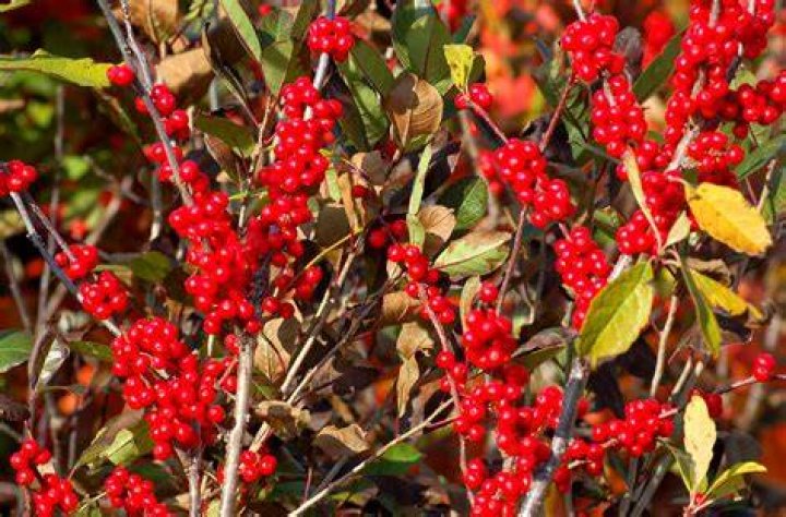 Who eats Winterberry