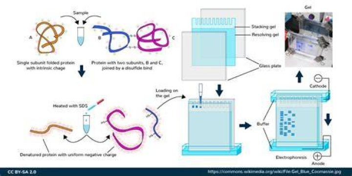 Who invented SDS PAGE