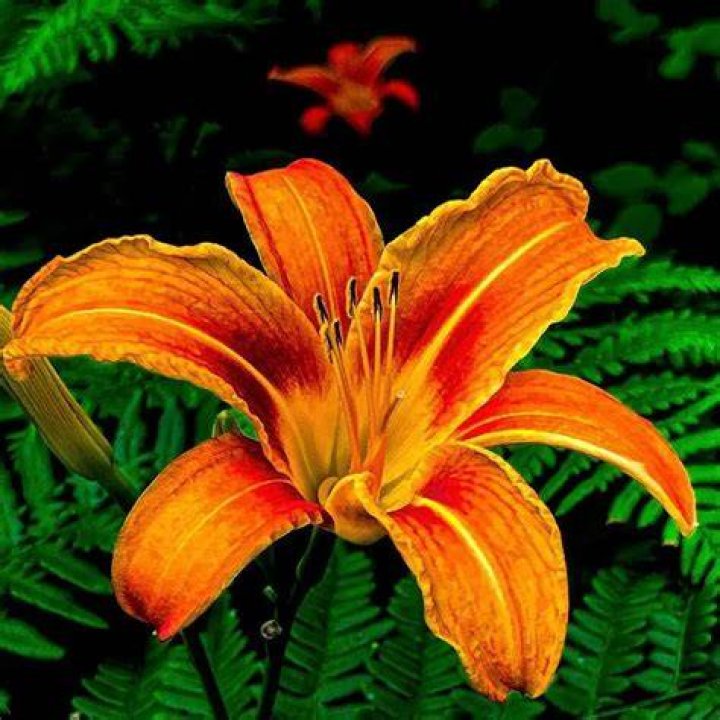 Who raised Tiger Lily