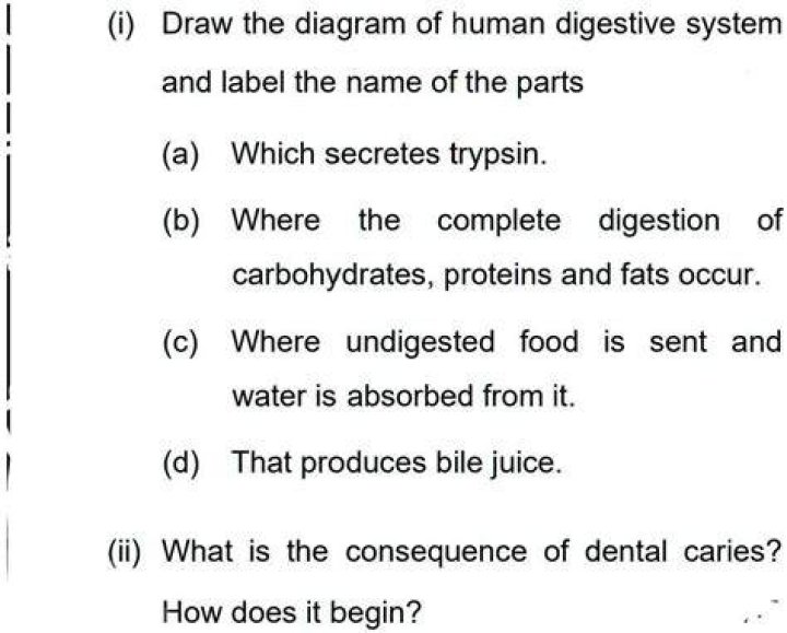 Who secretes trypsin