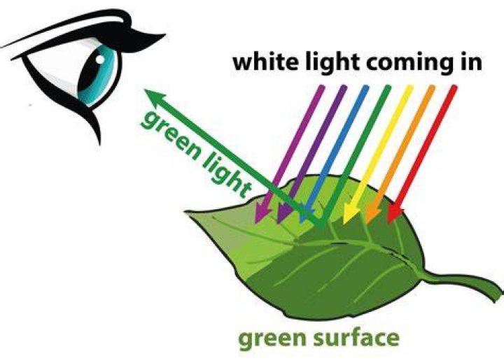 Why are leaves green