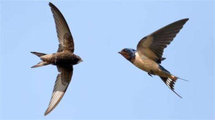 Why are swallows bad