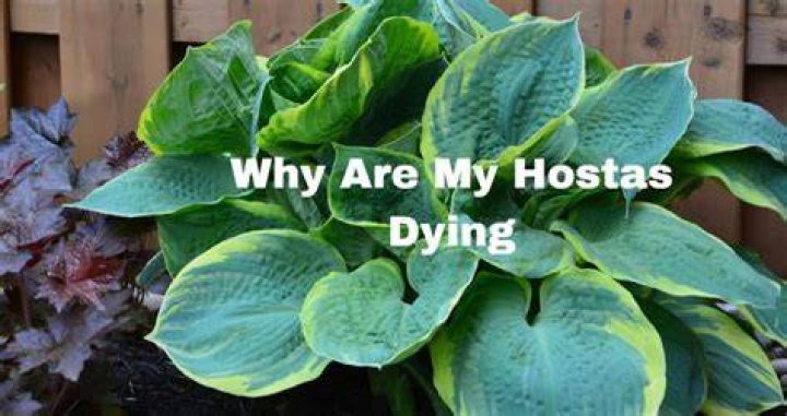Why did my hostas die