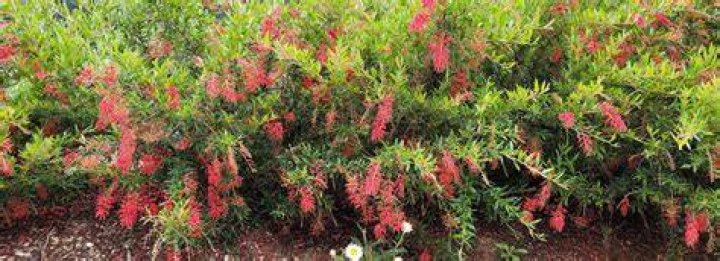 Why do grevilleas die