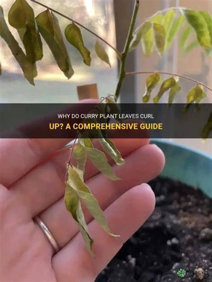 Why do leaves curl up