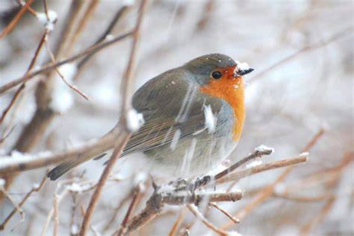Why do robins migrate