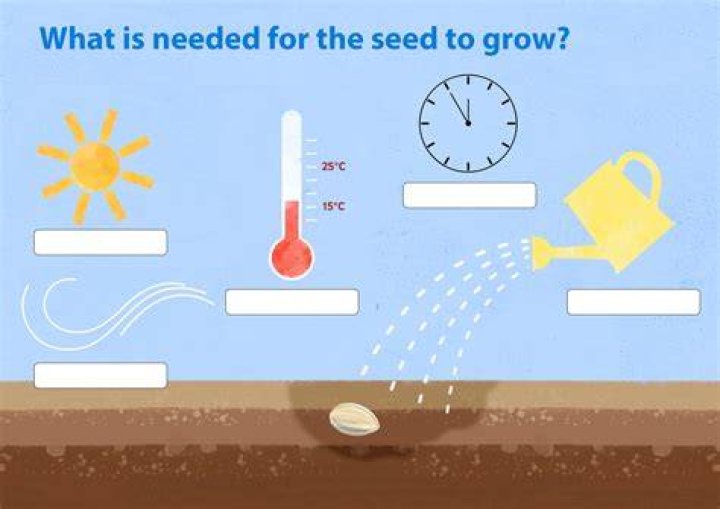 Why do seeds need sun
